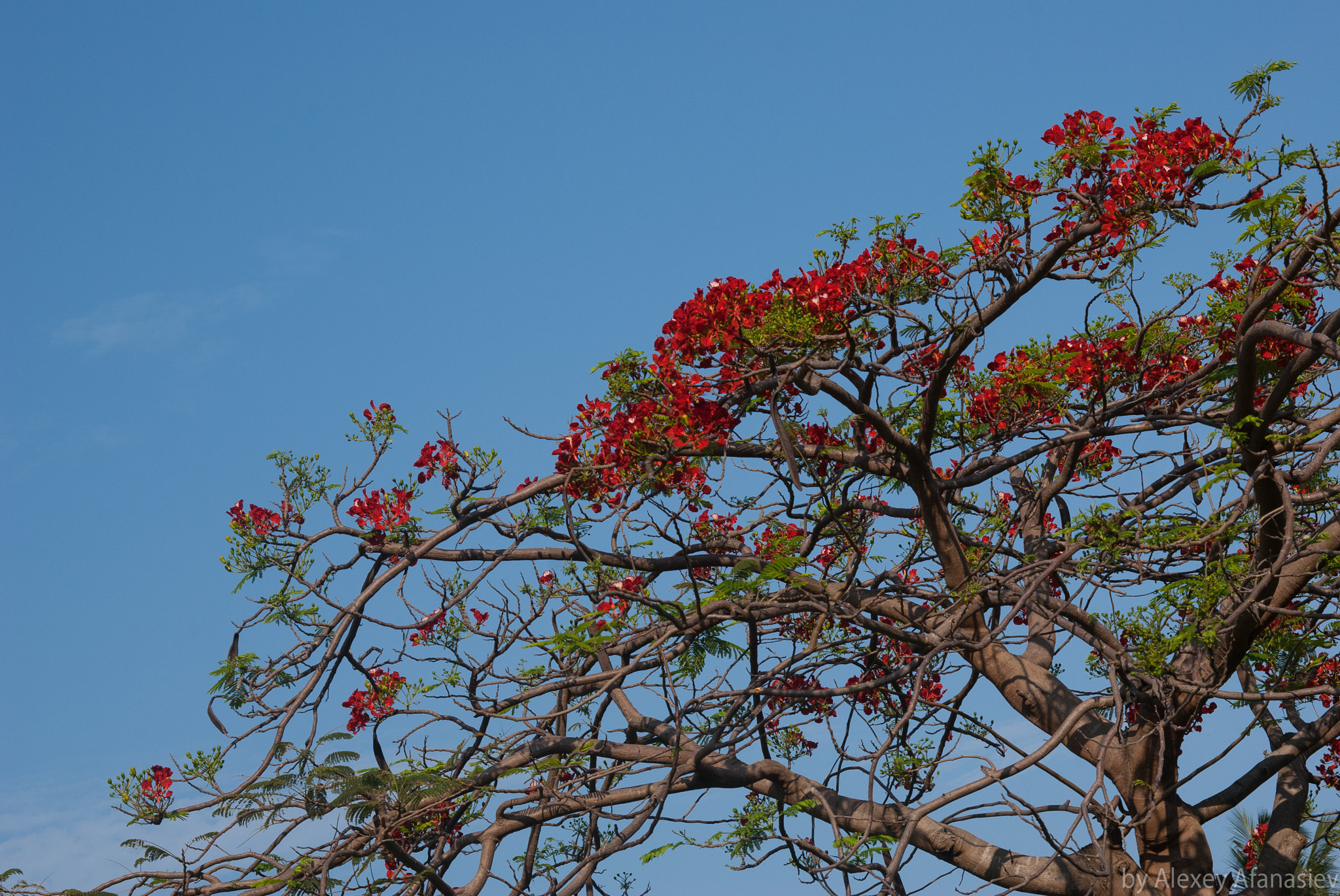 Pentax K10D + Pentax smc DA 50mm F1.8 sample photo. Tree with red flowers photography