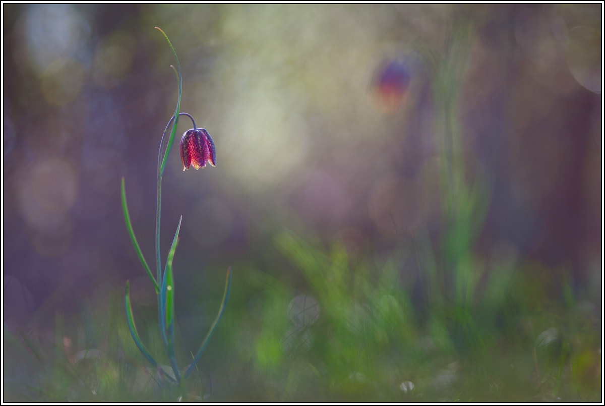 Canon EF 200mm F2.8L II USM sample photo. Fritillaria photography