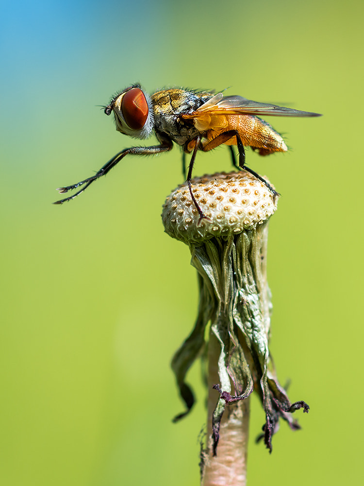 Nikon D7200 + Nikon AF Micro-Nikkor 60mm F2.8D sample photo. Fly photography