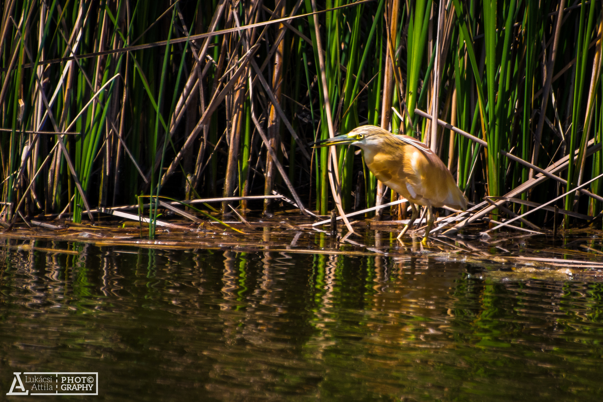 Olympus PEN E-PL5 sample photo. Squacco heron photography