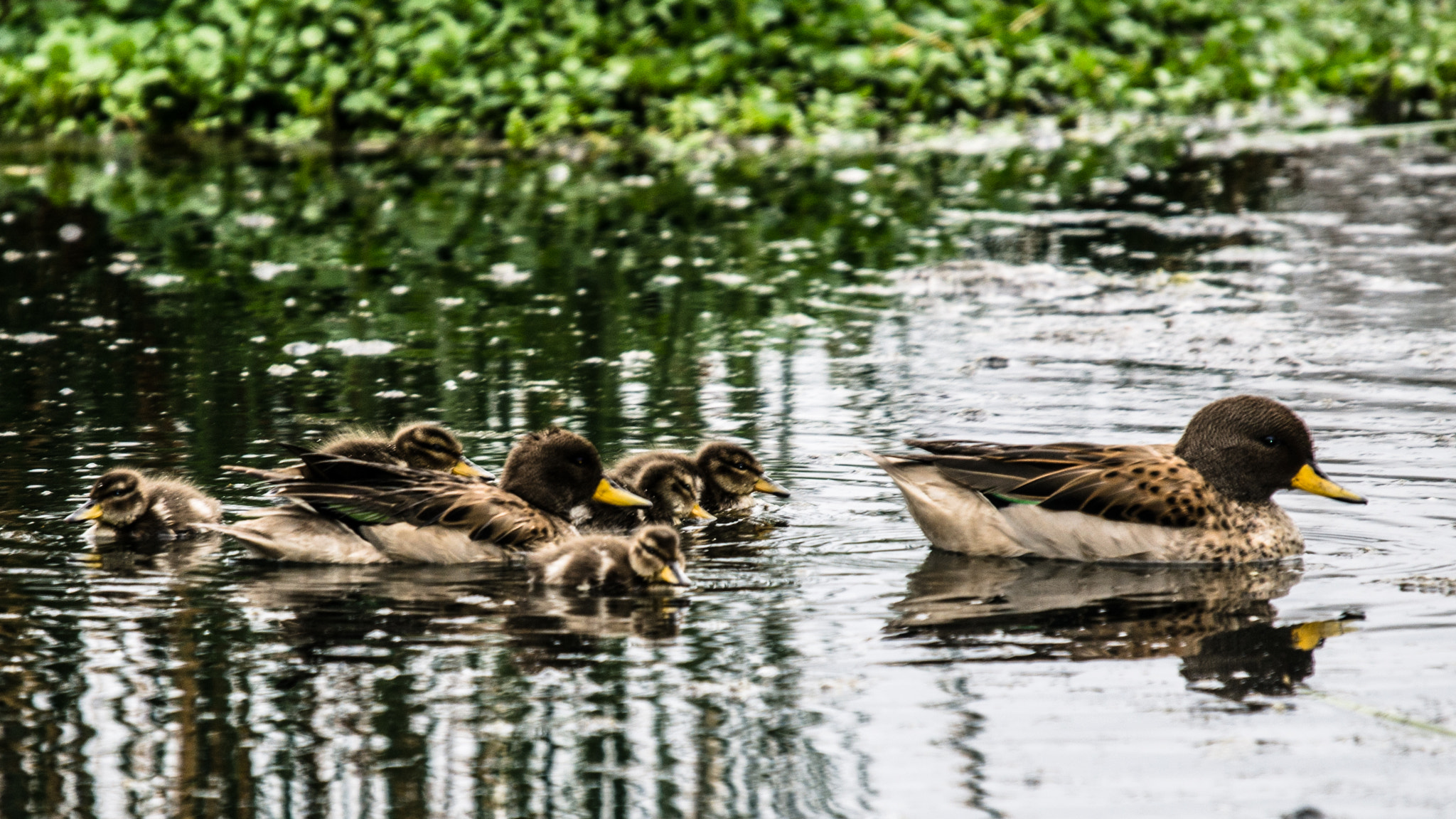 Sigma 120-400mm F4.5-5.6 DG OS HSM sample photo. Family! photography