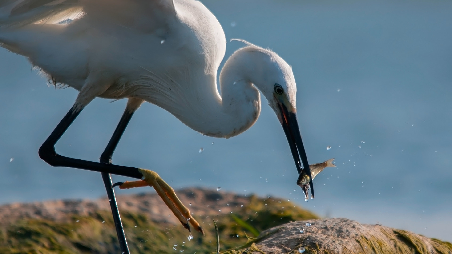 Sigma 150-500mm F5-6.3 DG OS HSM sample photo. Little egret, egretta garzetta photography