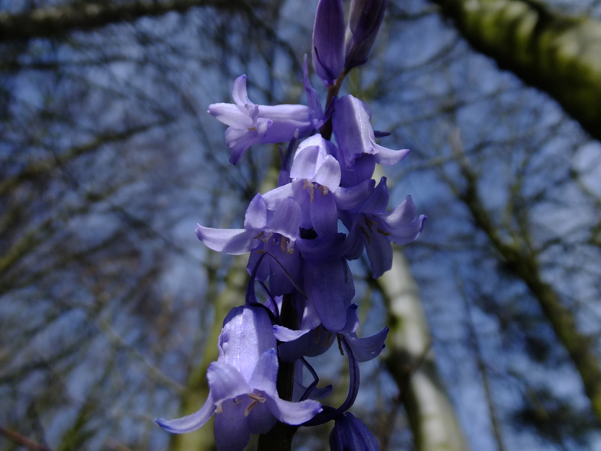 Fujifilm FinePix F770EXR (FinePix F775EXR) sample photo. Bluebell in hayton wood, aberford photography