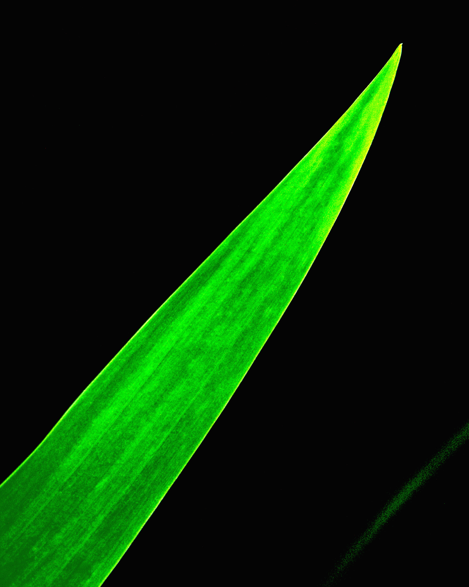 KONICA MINOLTA DiMAGE A2 sample photo. Like a sword photography
