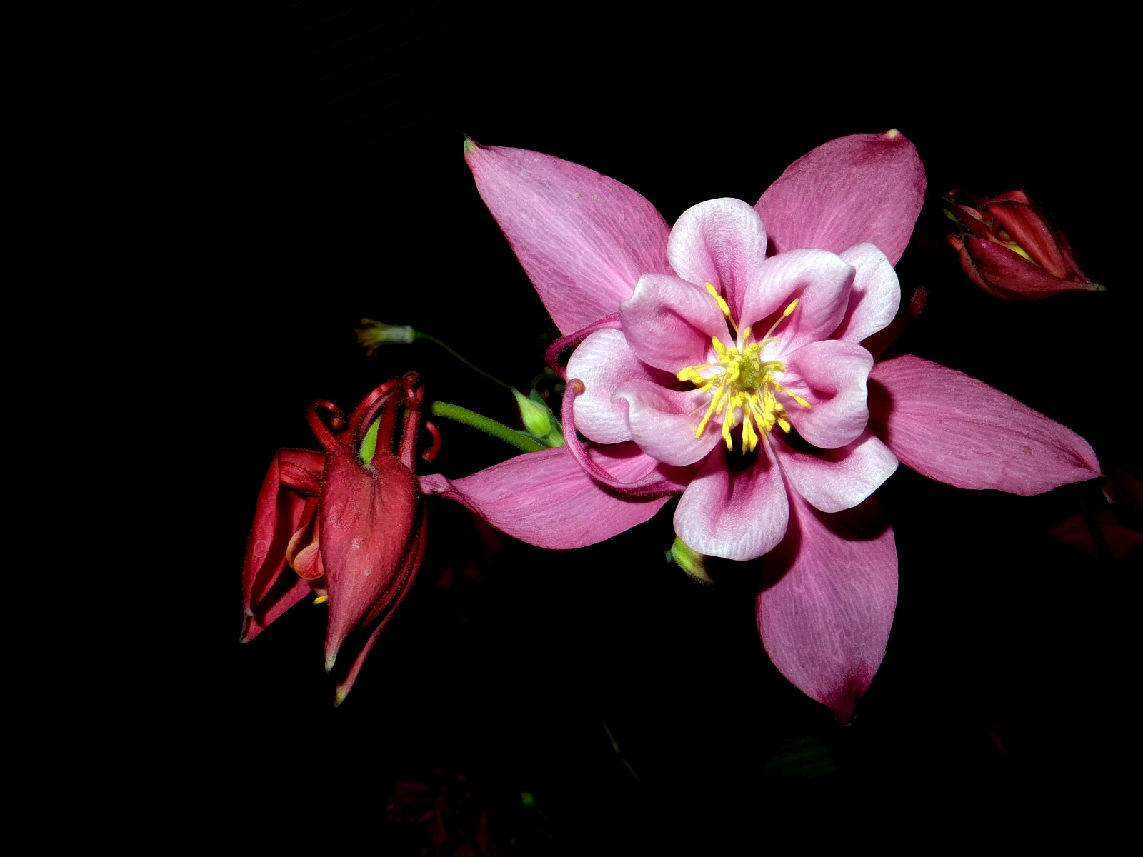 FujiFilm FinePix F500 EXR (FinePix F505 EXR) sample photo. Columbine flower photography