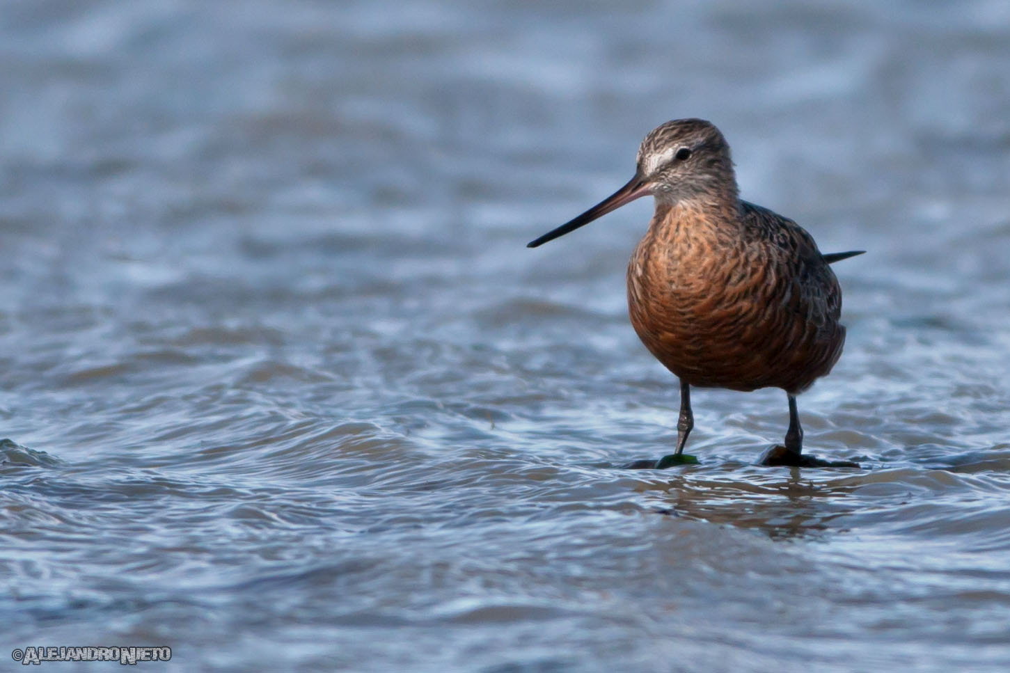 Canon EF 400mm f/2.8L sample photo. Becasa de mar, (limosa haemastica) photography