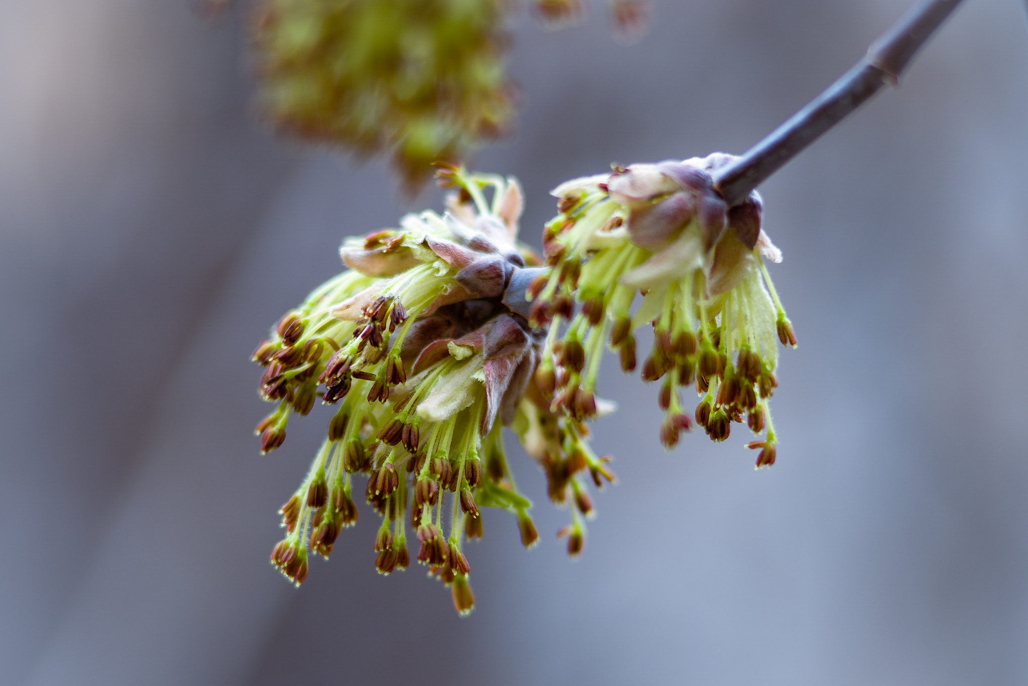 Sony a6000 + Sony 85mm F2.8 SAM sample photo. Spring time photography