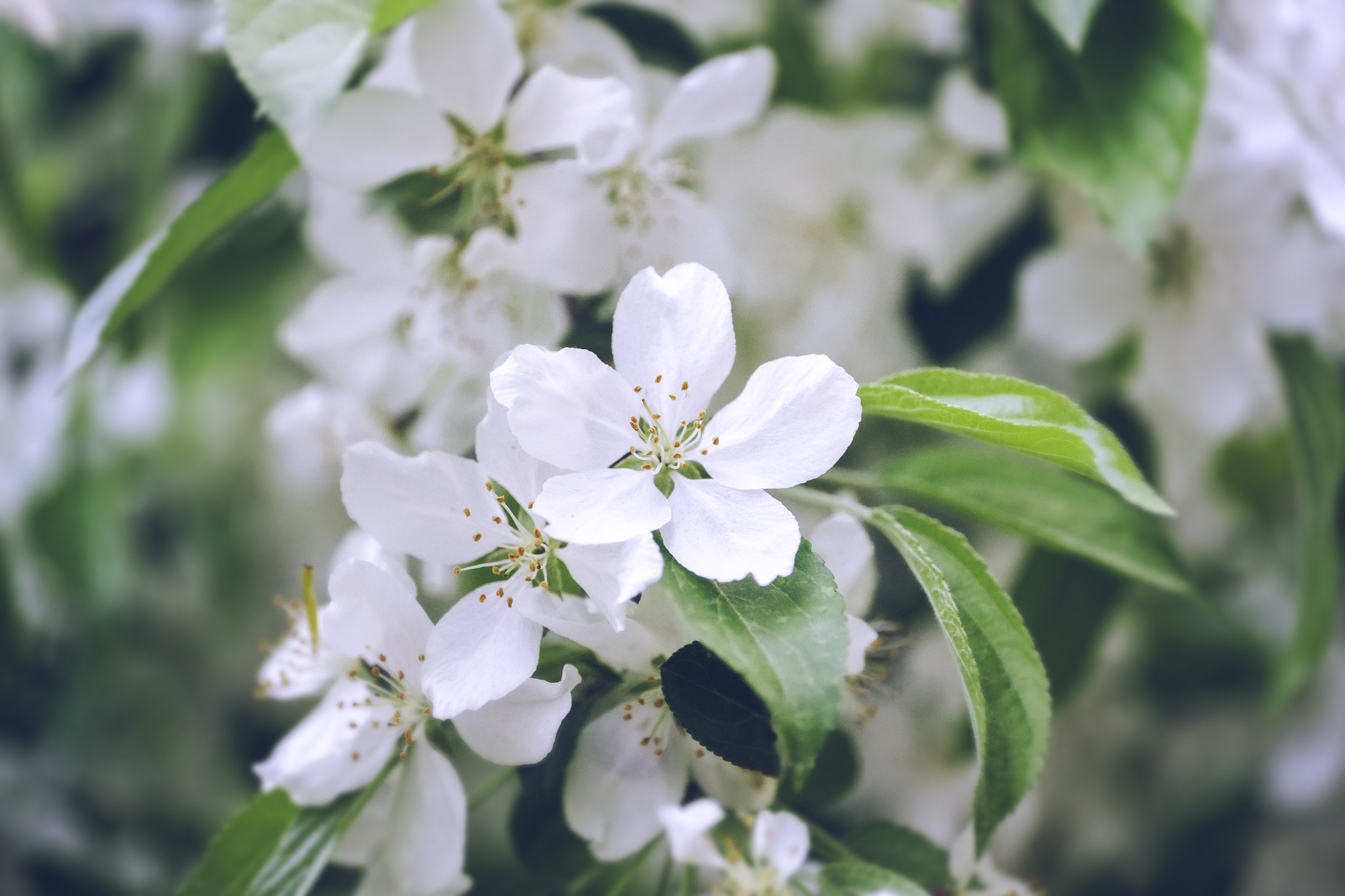 Fujifilm X-Pro1 + ZEISS Touit 50mm F2.8 sample photo. Spring photography