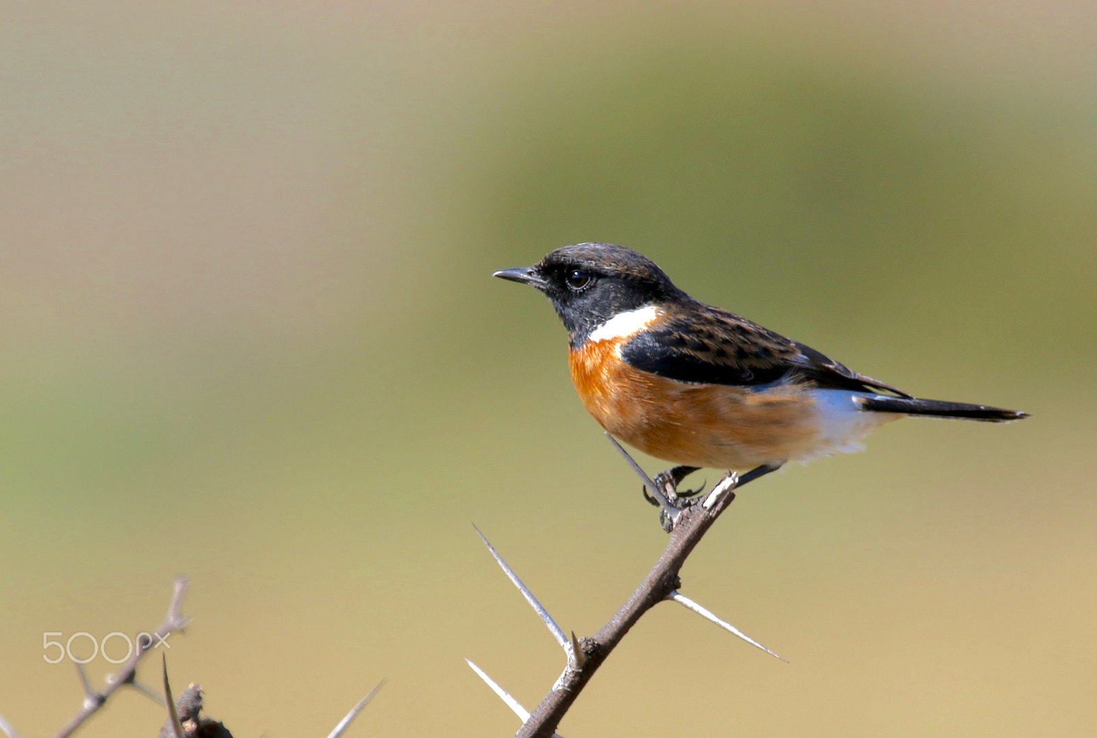 Canon EF 100-400mm F4.5-5.6L IS USM sample photo. African stonechat photography