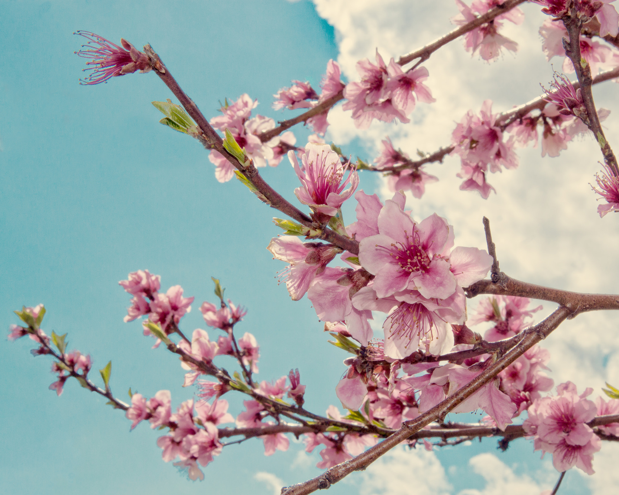 Canon EOS 500D (EOS Rebel T1i / EOS Kiss X3) sample photo. Cherry blossoms photography