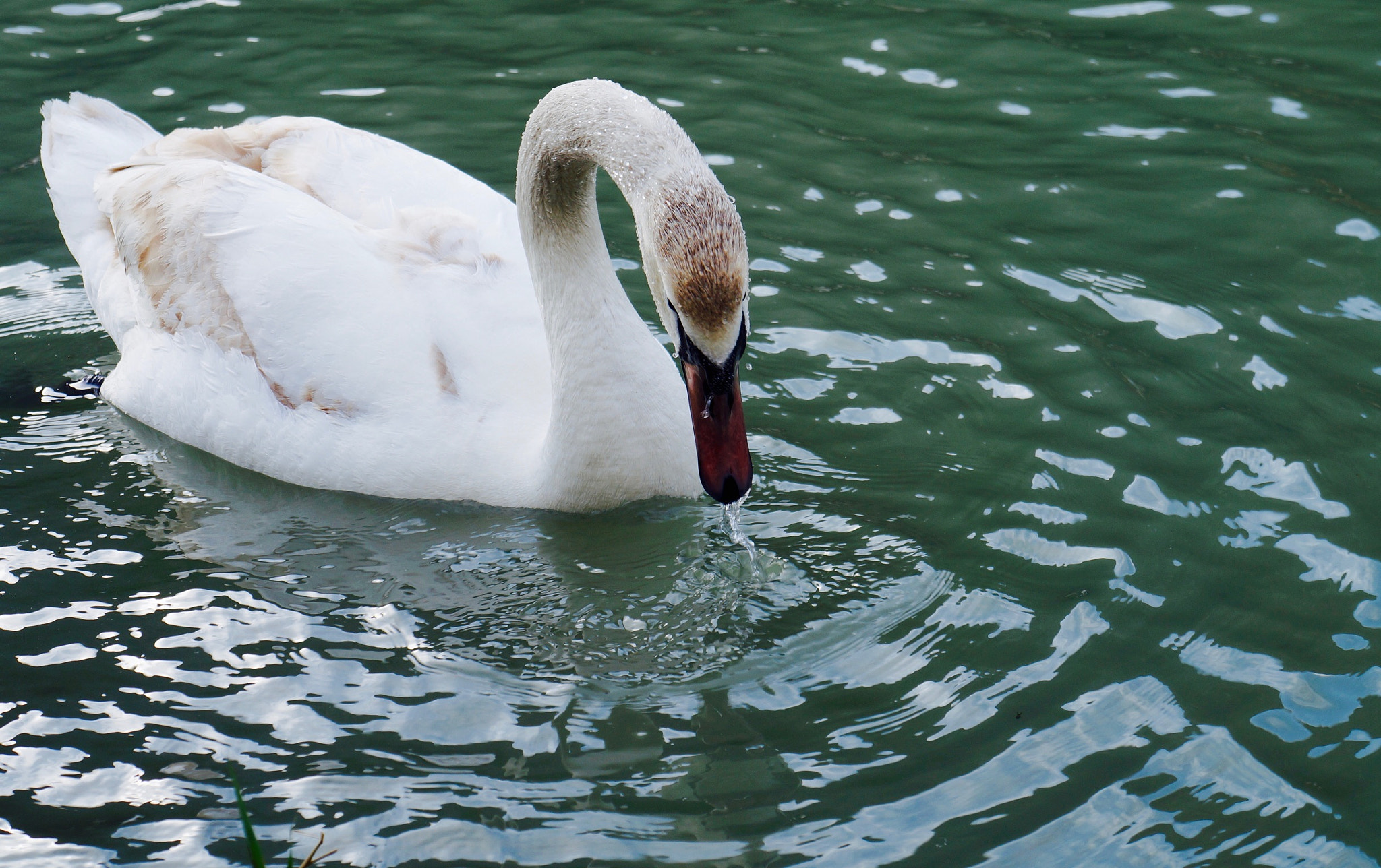 Sony FE 28-70mm F3.5-5.6 OSS sample photo. #swan photography