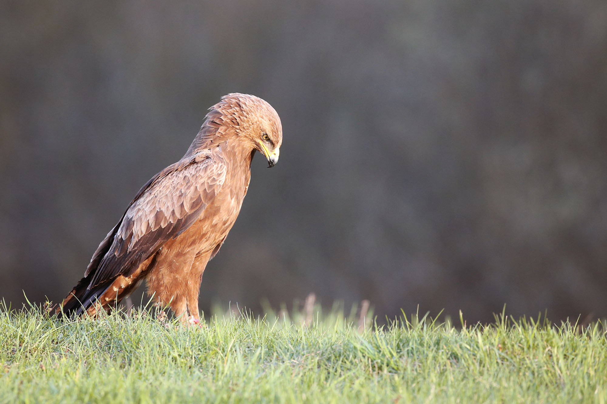 Canon EF 100-400mm F4.5-5.6L IS II USM sample photo. Stretching photography