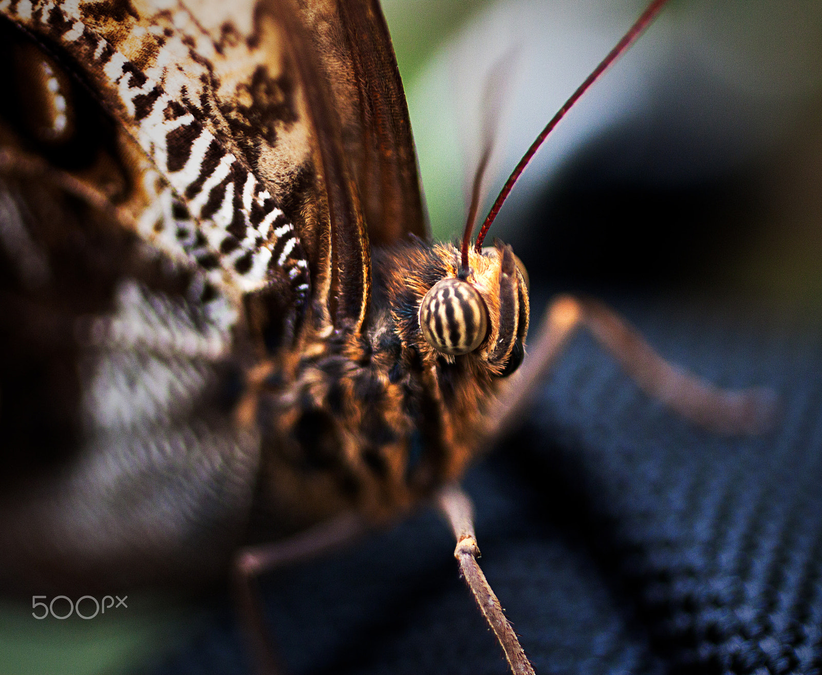 Canon EOS 500D (EOS Rebel T1i / EOS Kiss X3) + Canon EF 50mm F2.5 Macro sample photo. Eye of the tiger photography