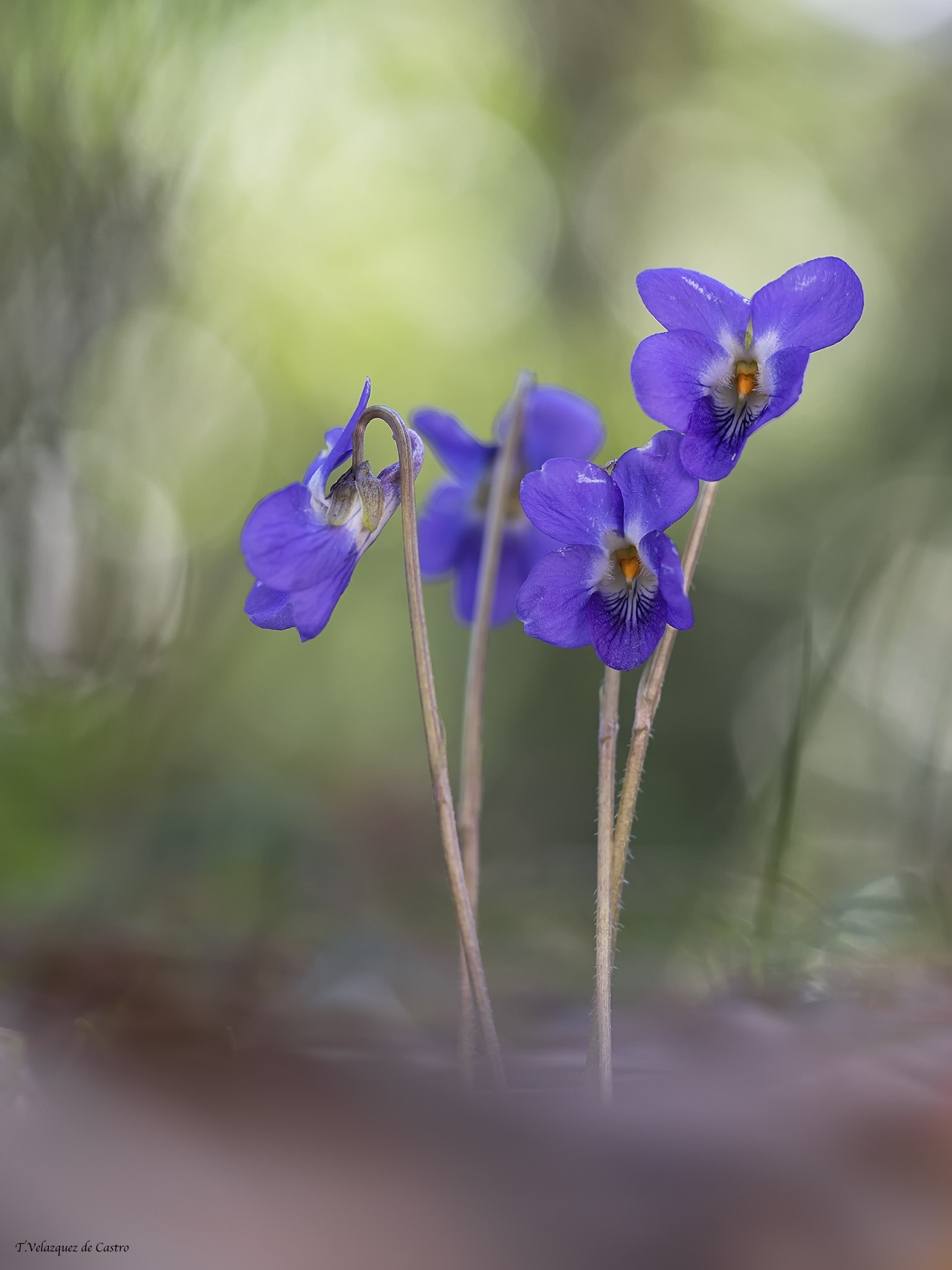 Olympus PEN E-P5 sample photo. Elegance in the deep forest photography
