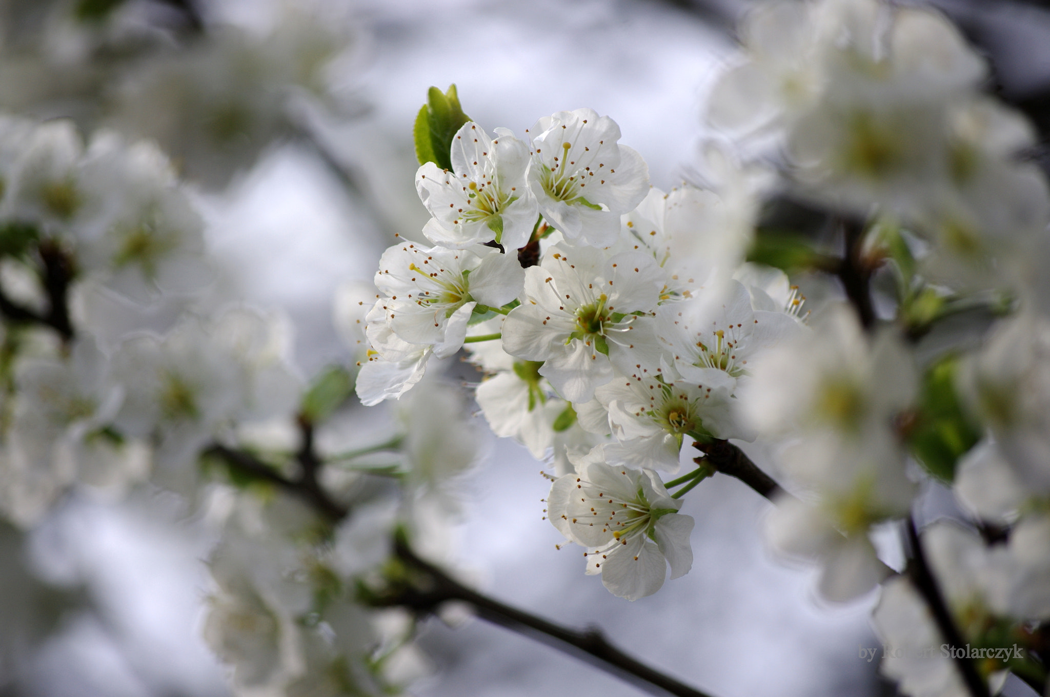 smc PENTAX-DA L 50-200mm F4-5.6 ED sample photo. "wiosna - ach to ty" photography