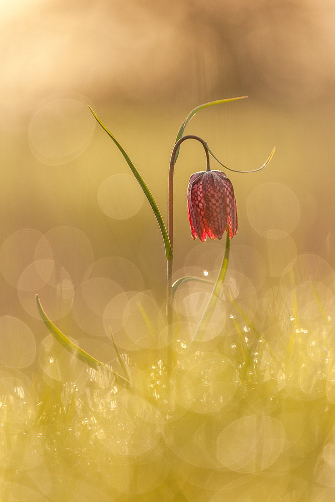 dreamy chessflower by Robert Sommer on 500px.com