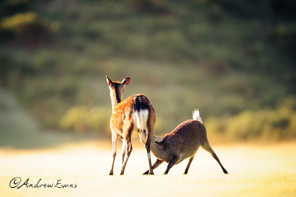 Nikon AF-S Nikkor 400mm F2.8G ED VR II sample photo. Milk time! photography