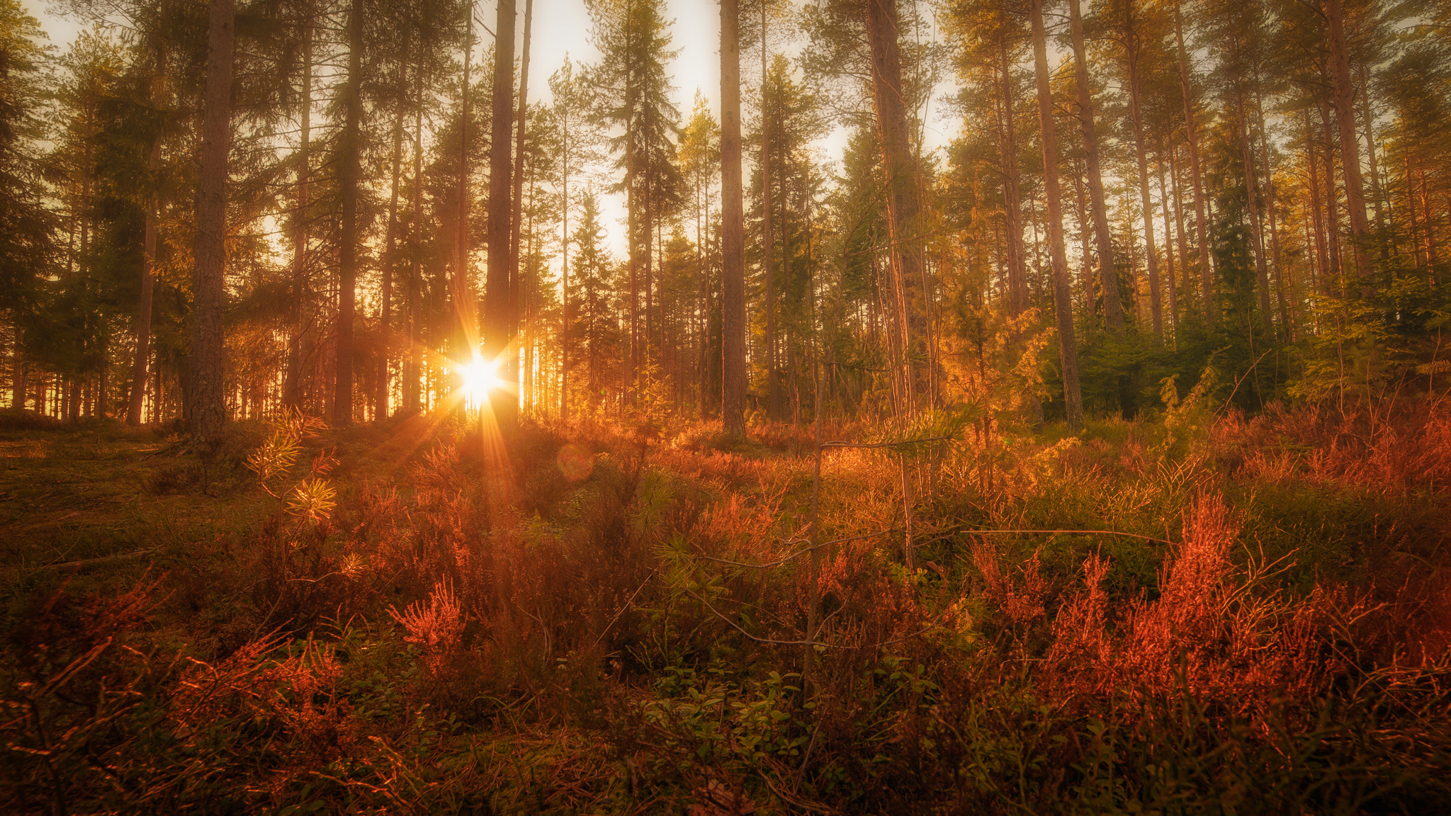 Nikon D3 sample photo. Spring forest photography