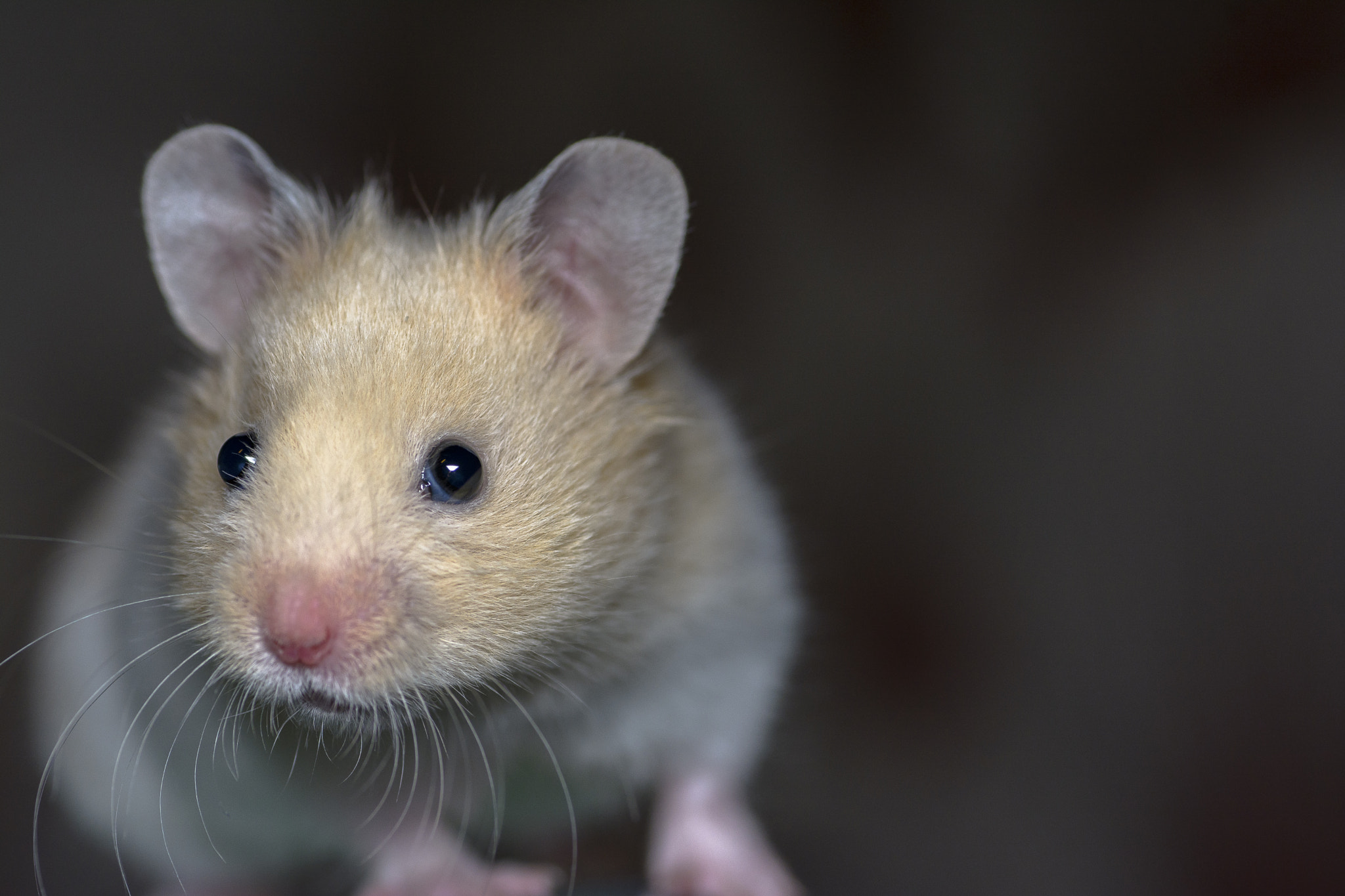 Tamron SP AF 90mm F2.8 Di Macro sample photo. Little whiskers photography