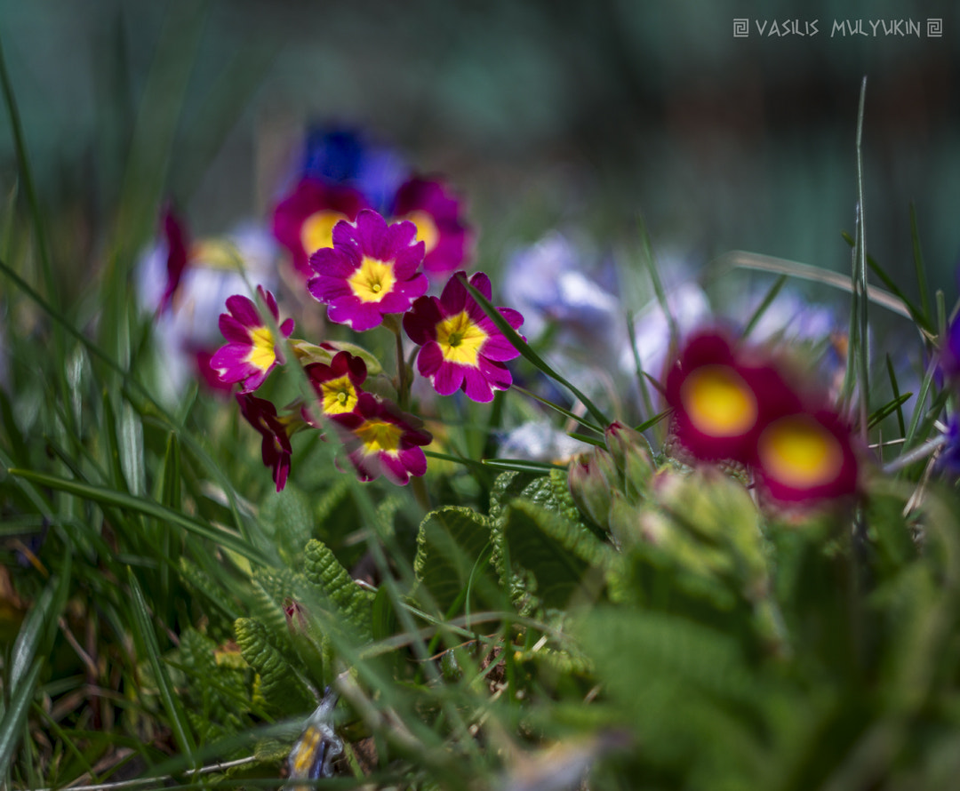 Sony a6000 + Minolta AF 50mm F1.7 sample photo. Примулы photography