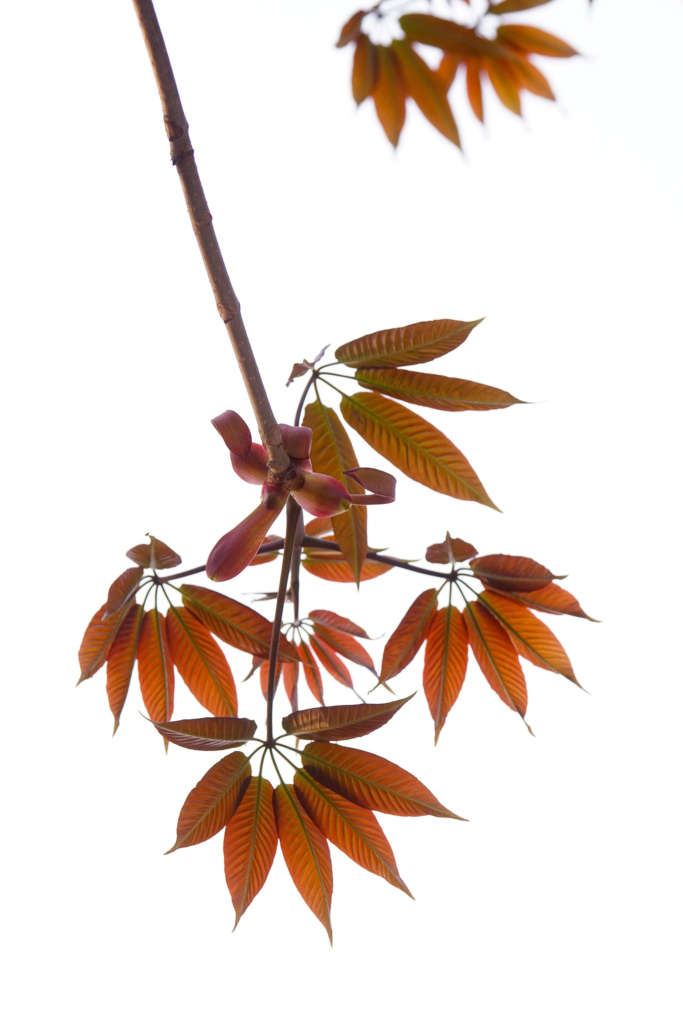Sony 70-400mm F4-5.6 G SSM II sample photo. 【原摄】嫩叶知春 photography