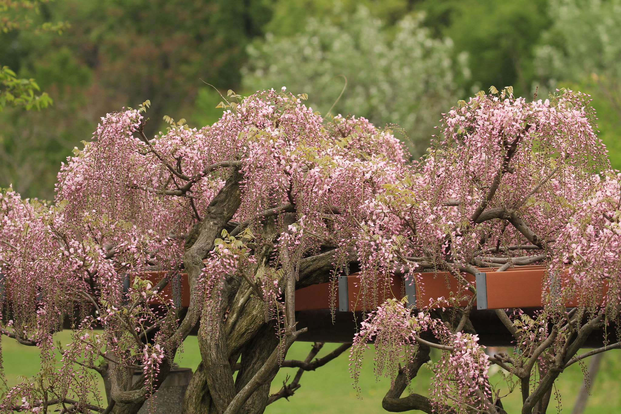 Canon EF 100-400mm F4.5-5.6L IS II USM sample photo. Wisteria  藤の花 photography