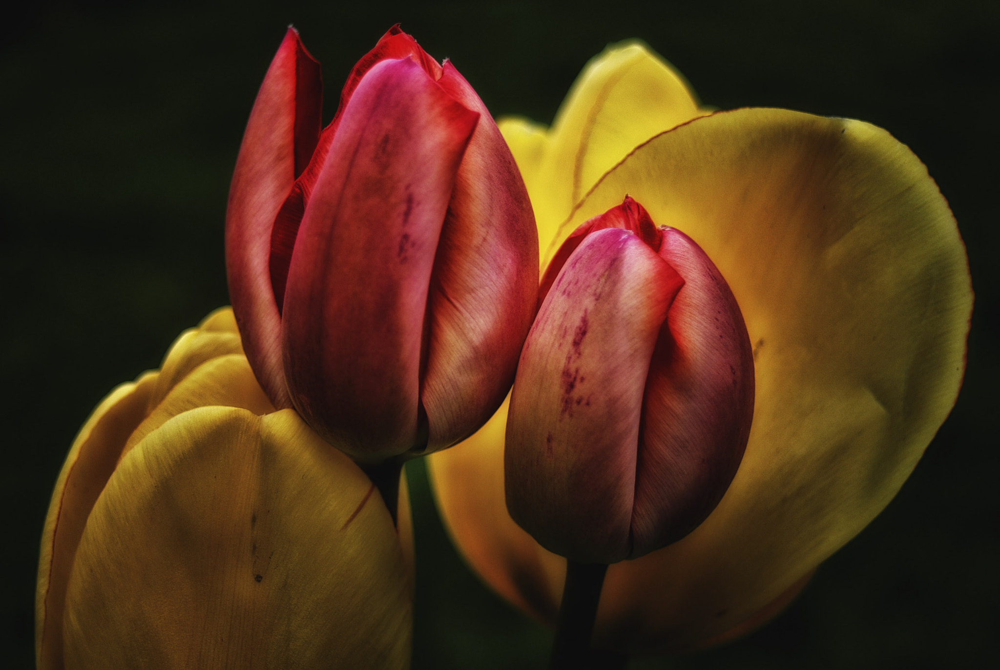Pentax K-m (K2000) + A Series Lens sample photo. Tulips photography