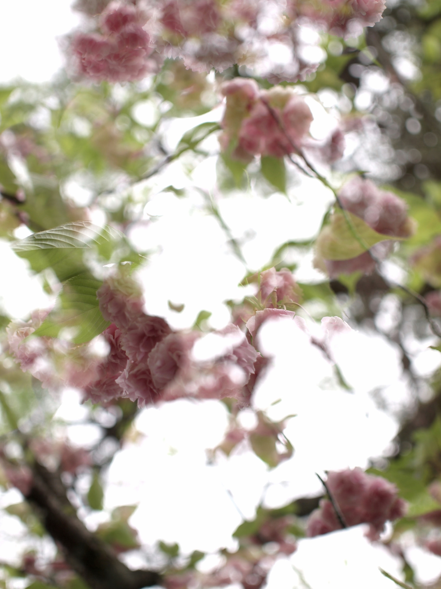 Olympus PEN E-P2 + Sigma 30mm F2.8 DN Art sample photo. 20160424 kyoto university1 photography