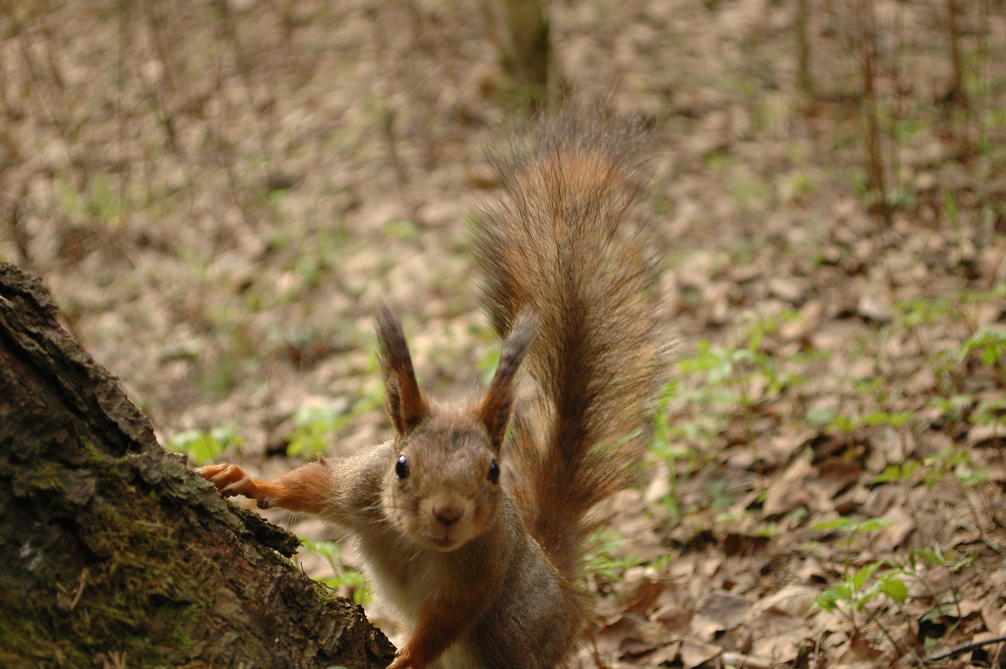 Nikon D70s sample photo. Squirrel 2016 photography