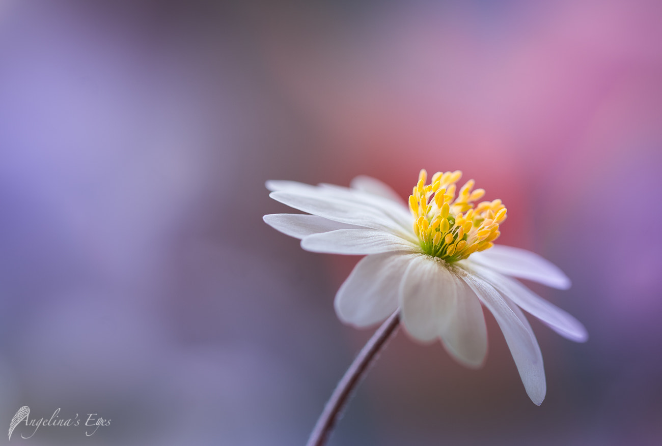 100mm F2.8 G SSM OSS sample photo. Beautiful soul photography