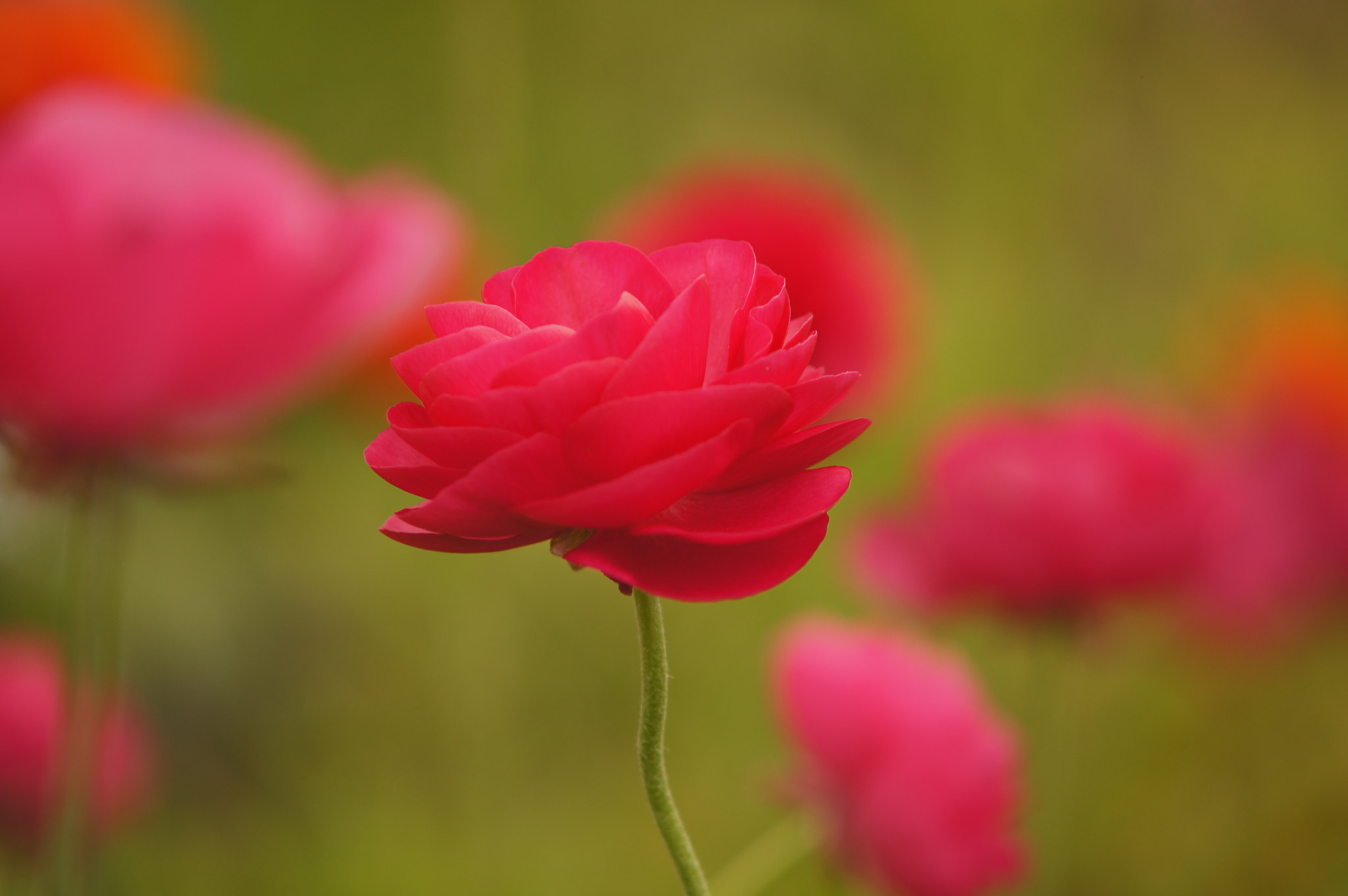 Sony SLT-A55 (SLT-A55V) + Minolta AF 70-210mm F4 Macro sample photo. Red flowers photography