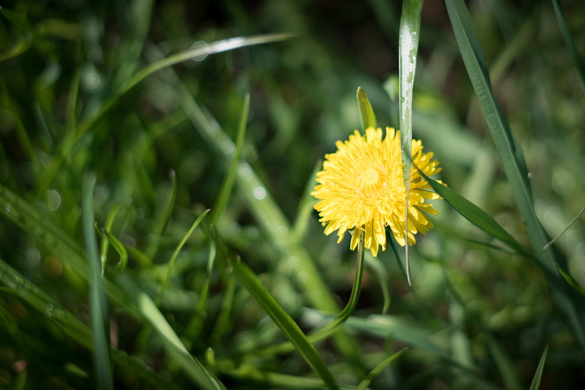 E 50mm F2 sample photo. Dandelion photography