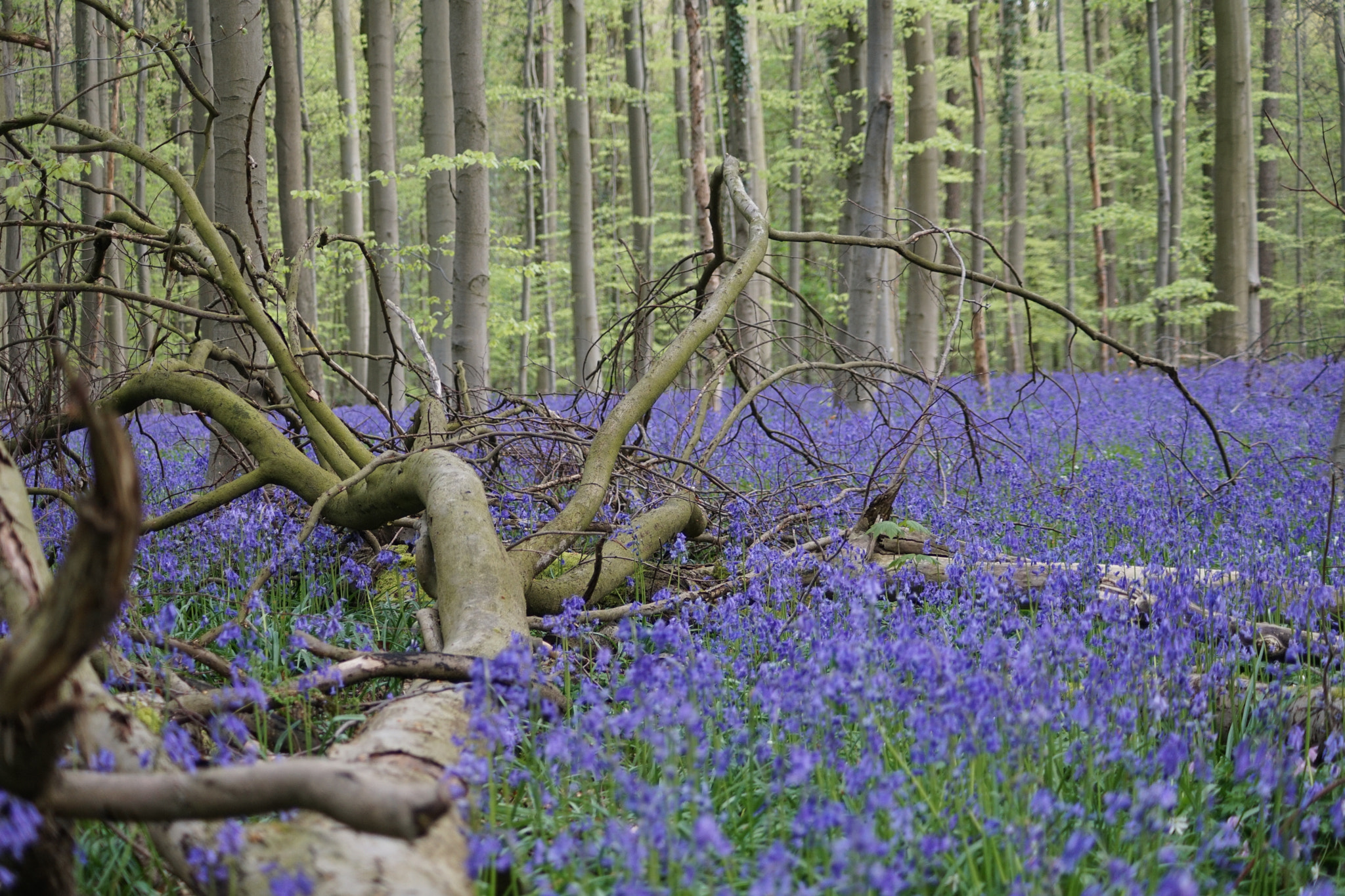 Sony DT 55-200mm F4-5.6 SAM sample photo. Hallerbos photography