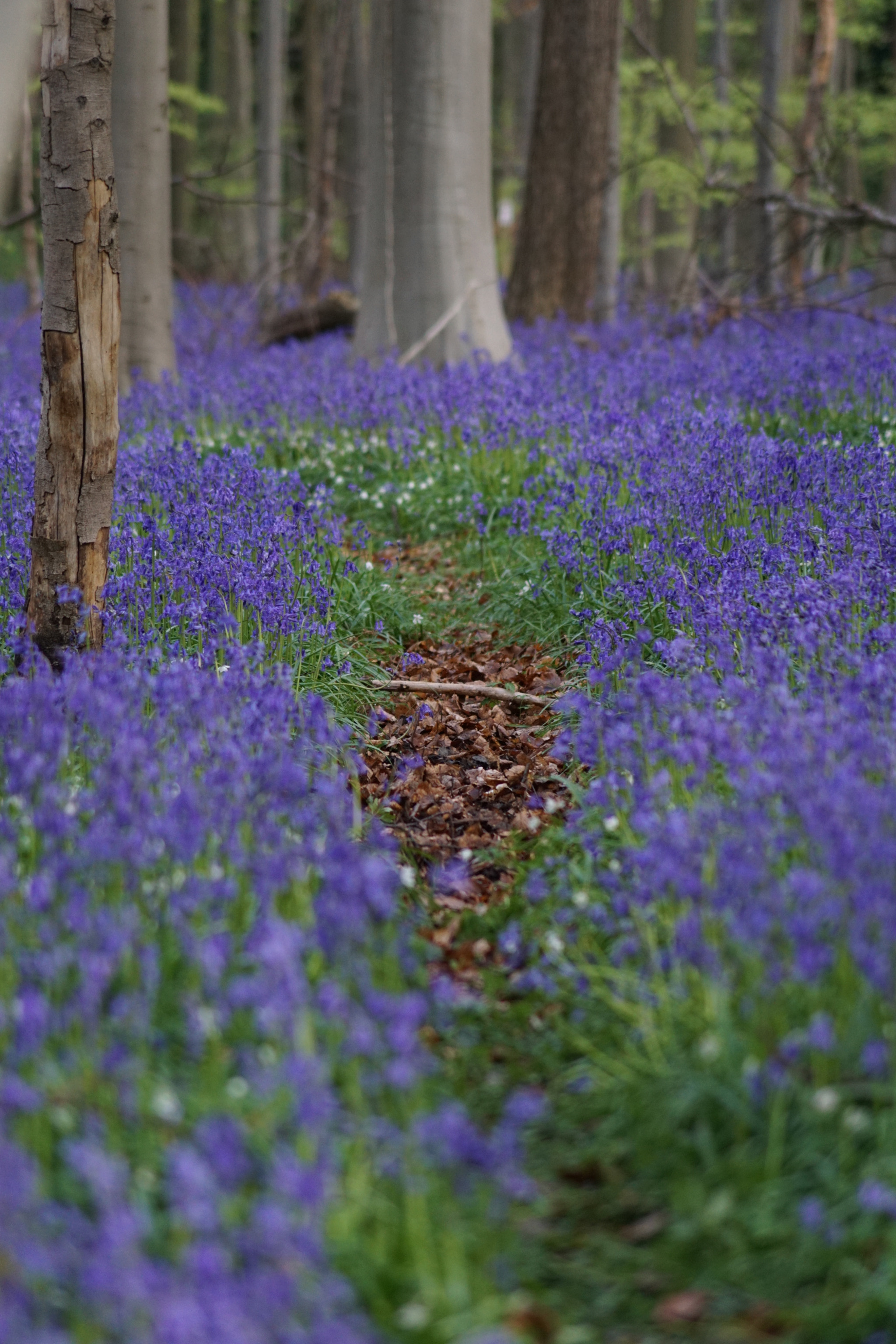 Sony DT 55-200mm F4-5.6 SAM sample photo. Hallerbos photography