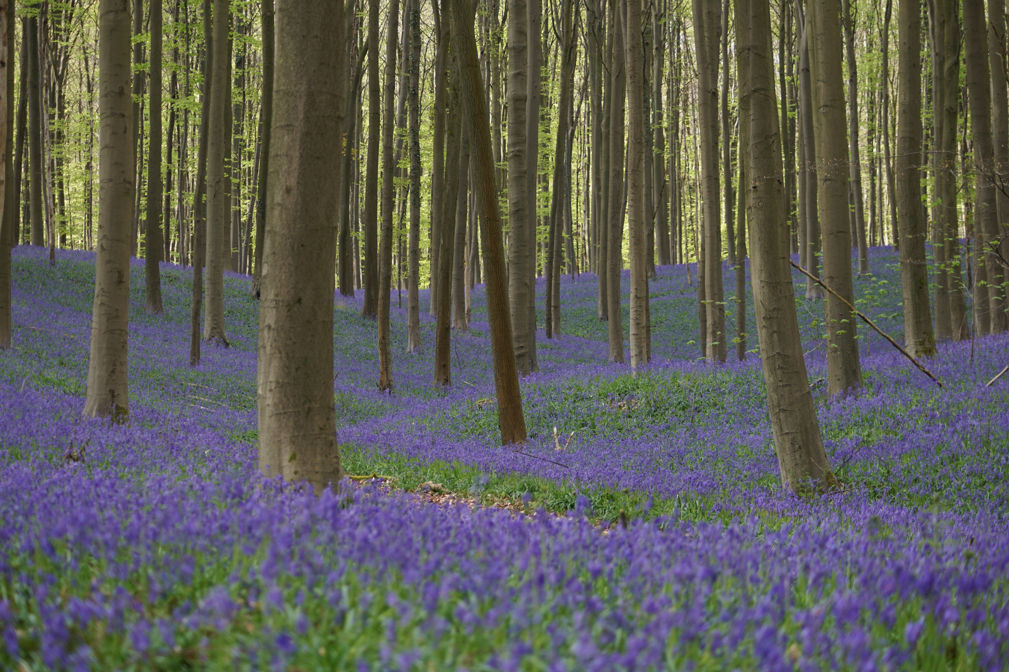 Sony DT 55-200mm F4-5.6 SAM sample photo. Hallerbos photography