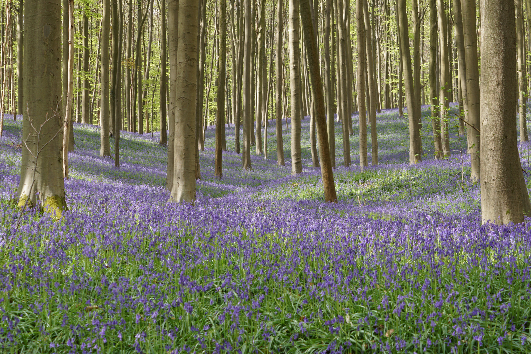 Sony DT 55-200mm F4-5.6 SAM sample photo. Hallerbos photography