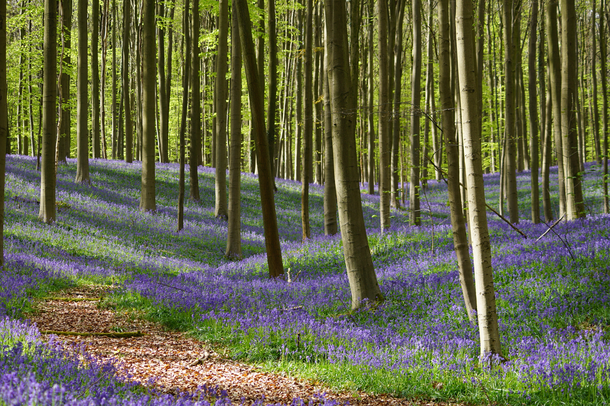 Sony DT 55-200mm F4-5.6 SAM sample photo. Hallerbos photography