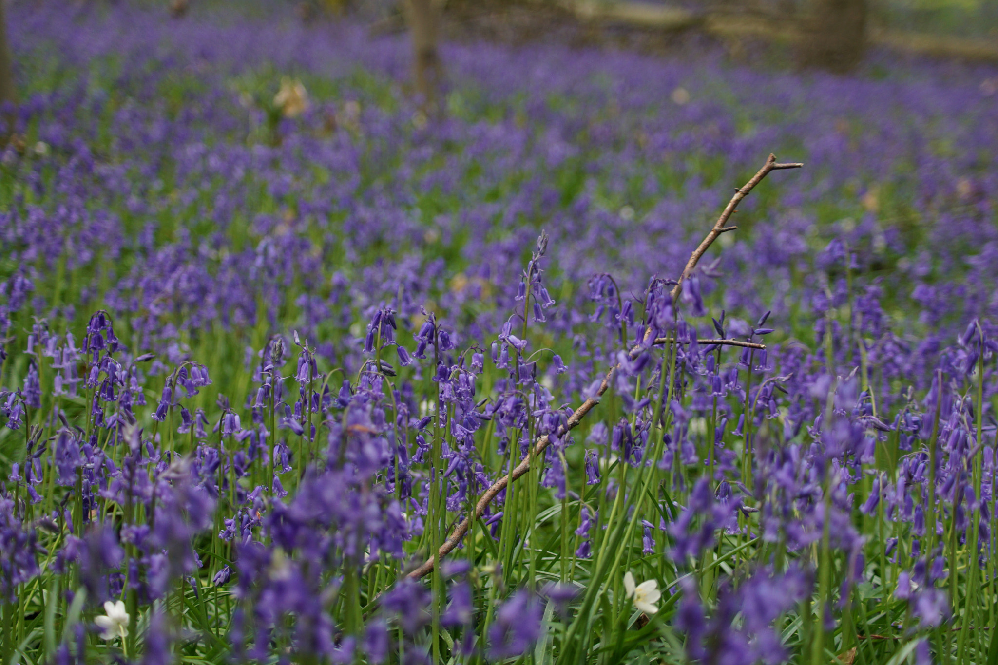 Sony DT 55-200mm F4-5.6 SAM sample photo. Hallerbos photography