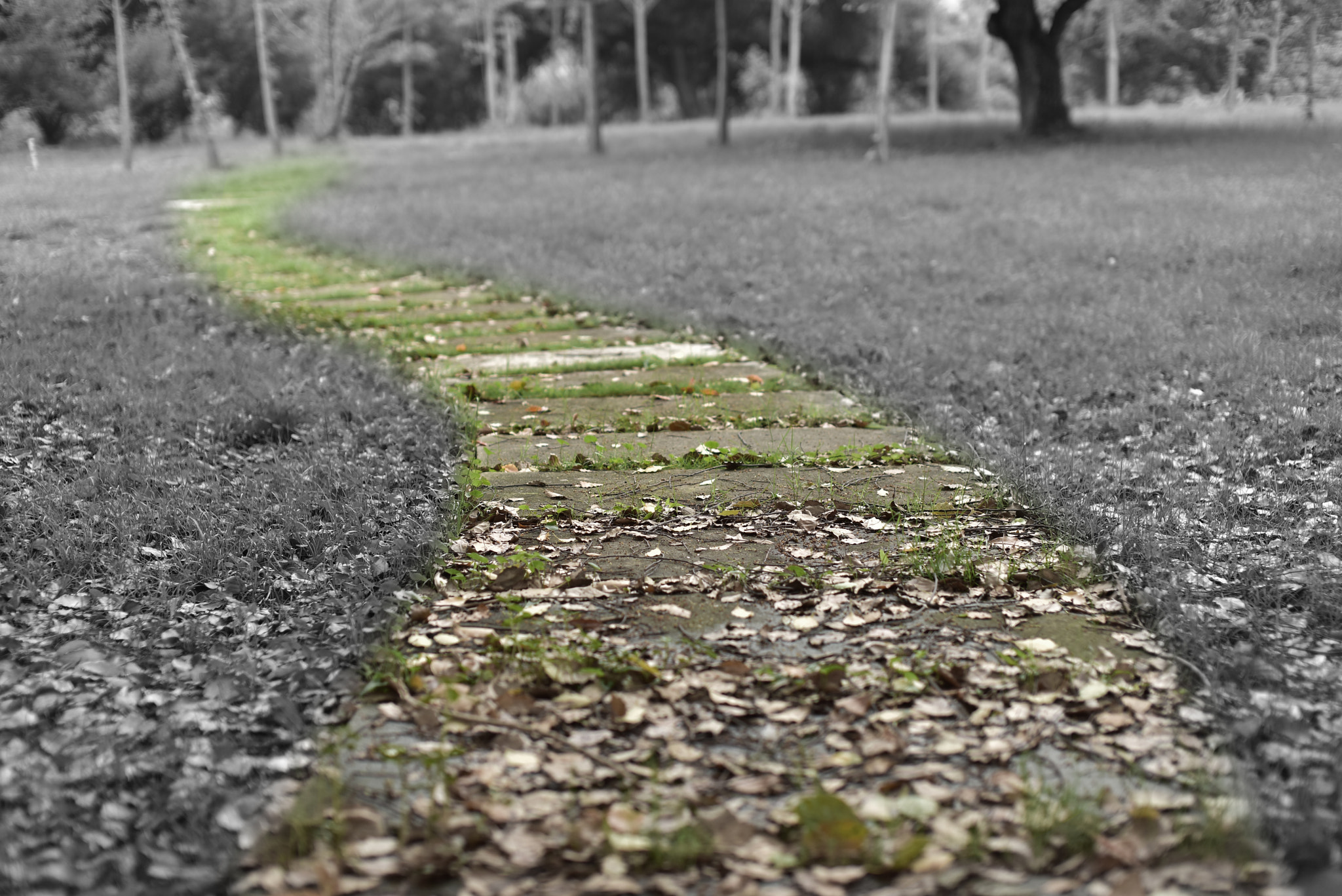 Nikon D810 + Sigma 50mm F1.4 EX DG HSM sample photo. Path photography