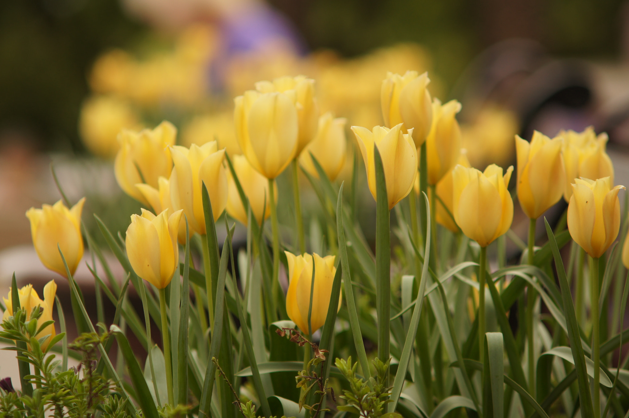 Minolta AF 70-210mm F4 Macro sample photo. Yellow flowers photography