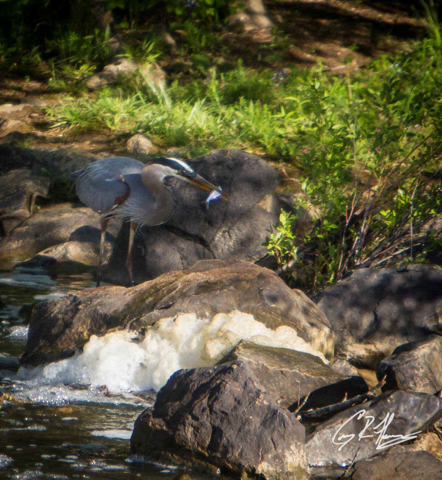 Canon EOS 7D + Canon EF 70-200mm F2.8L IS USM sample photo