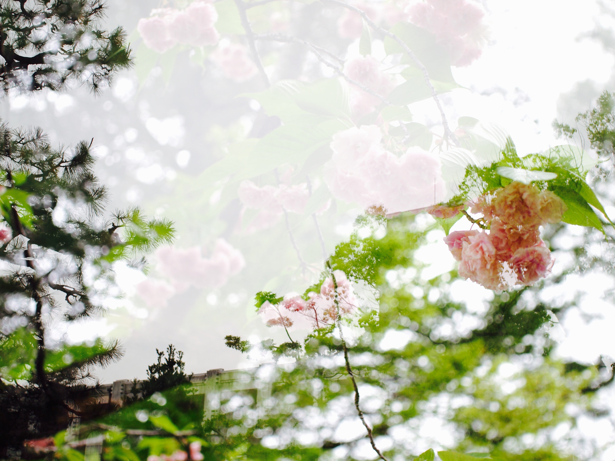 Olympus PEN E-P2 + Sigma 30mm F2.8 DN Art sample photo. 20160424 kyoto university logos photography