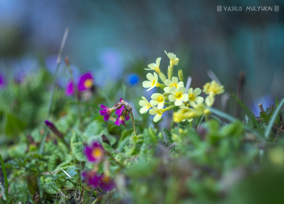 Sony a6000 + Minolta AF 50mm F1.7 sample photo. Примулы photography