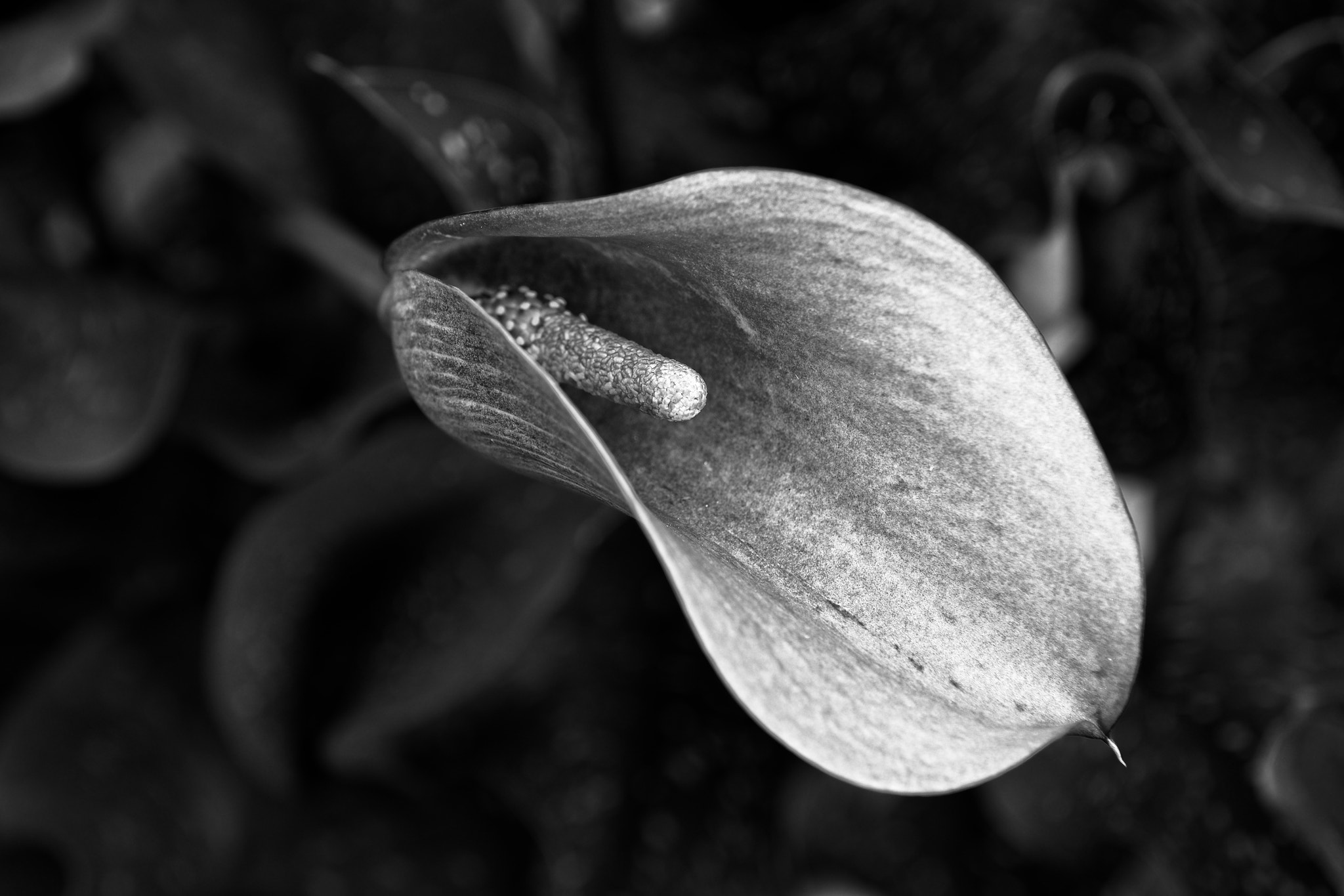 Nikon D600 + Sigma 24-70mm F2.8 EX DG Macro sample photo. Flower photography