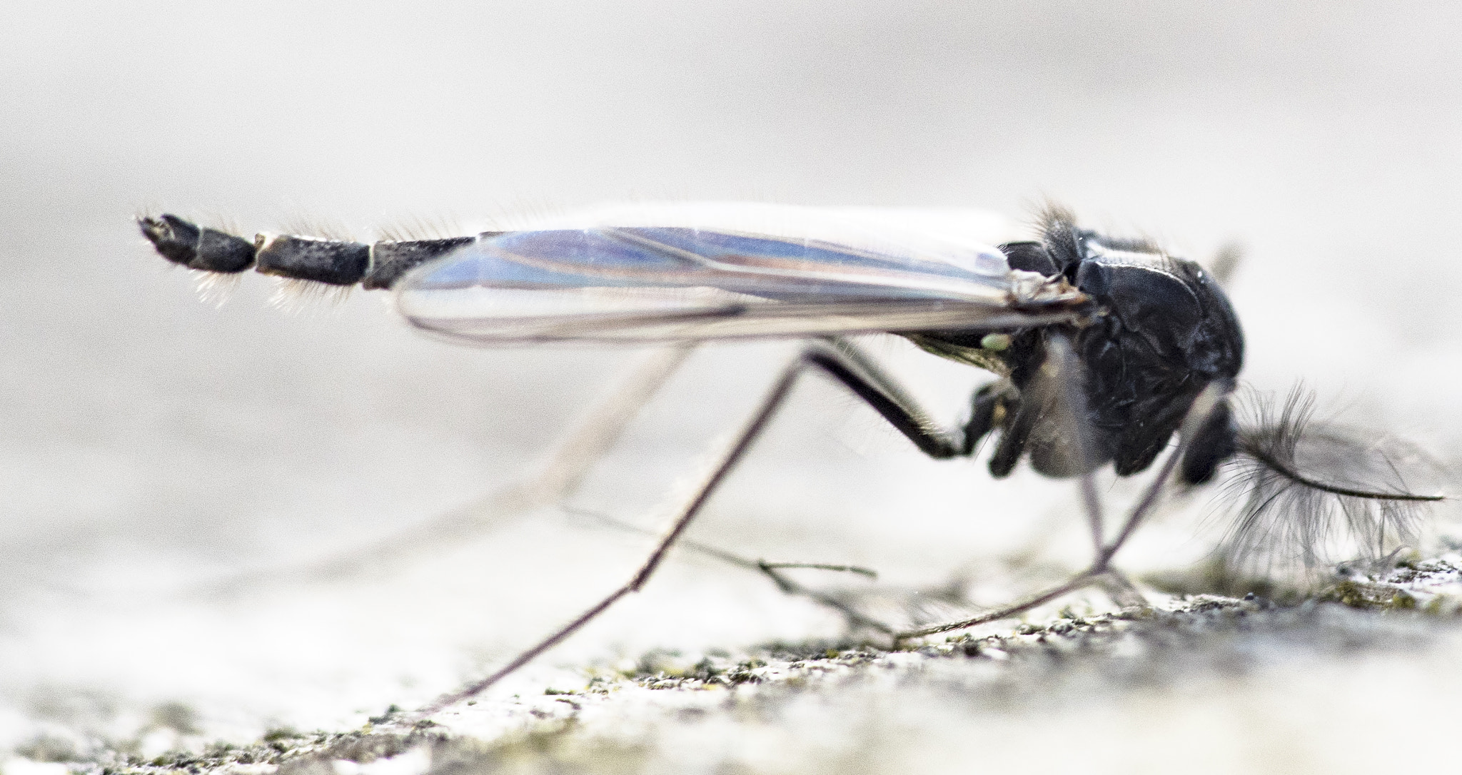 Sigma 150mm F2.8 EX DG Macro HSM sample photo. Chironomidae photography