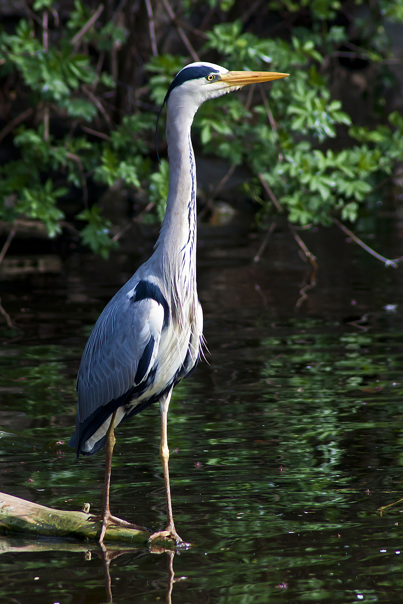 Canon EOS 450D (EOS Rebel XSi / EOS Kiss X2) sample photo. Grey heron photography