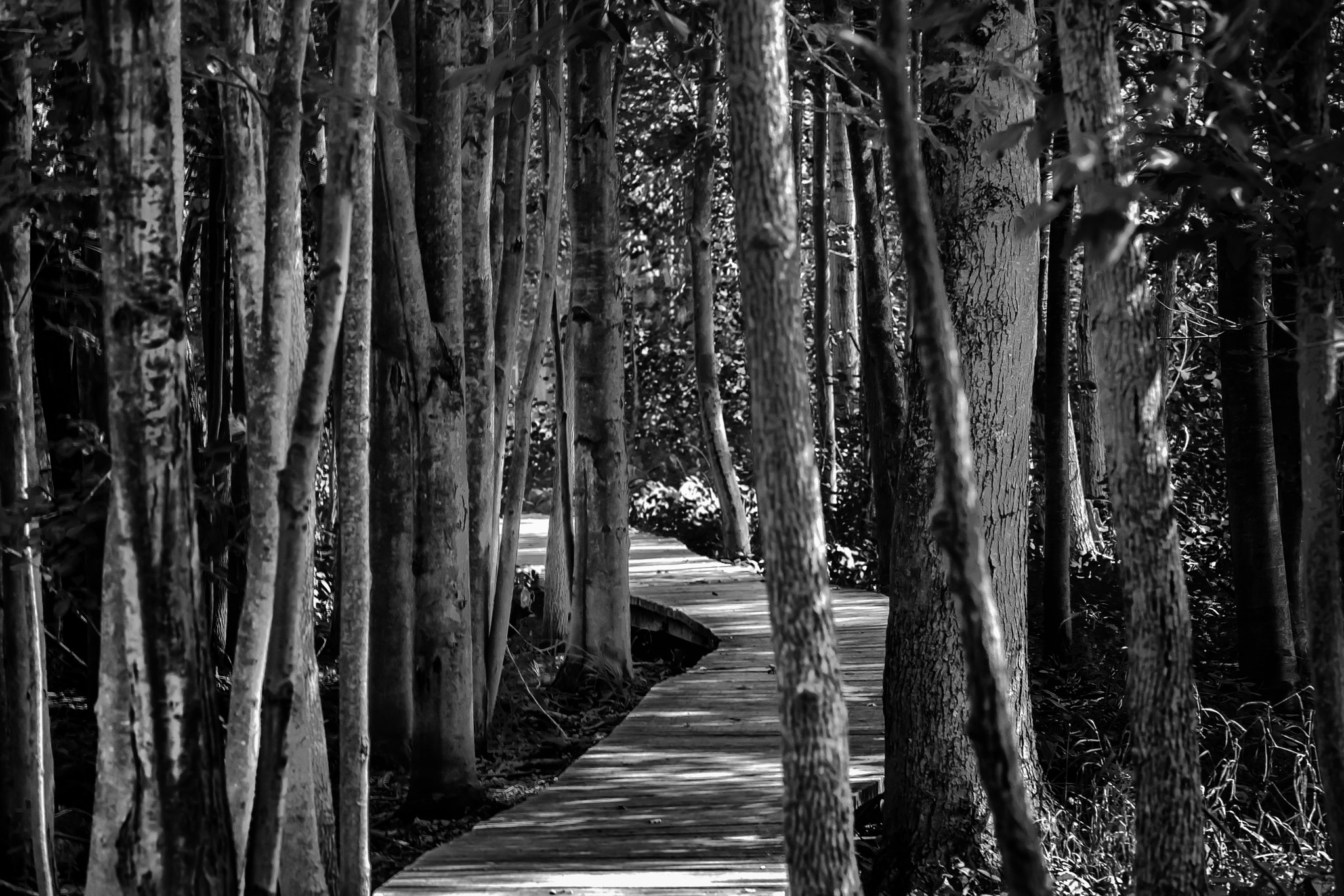 Nikon AF-S Nikkor 70-200mm F2.8G ED VR II sample photo. The long and winding road photography