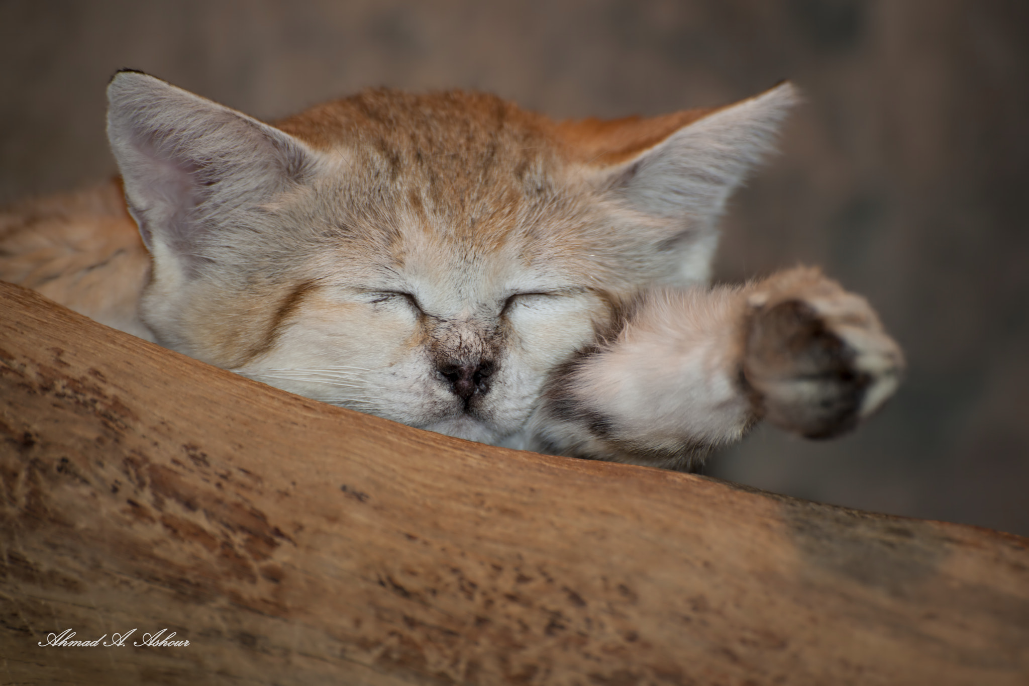 Nikon D3X sample photo. Sand cat.  photography