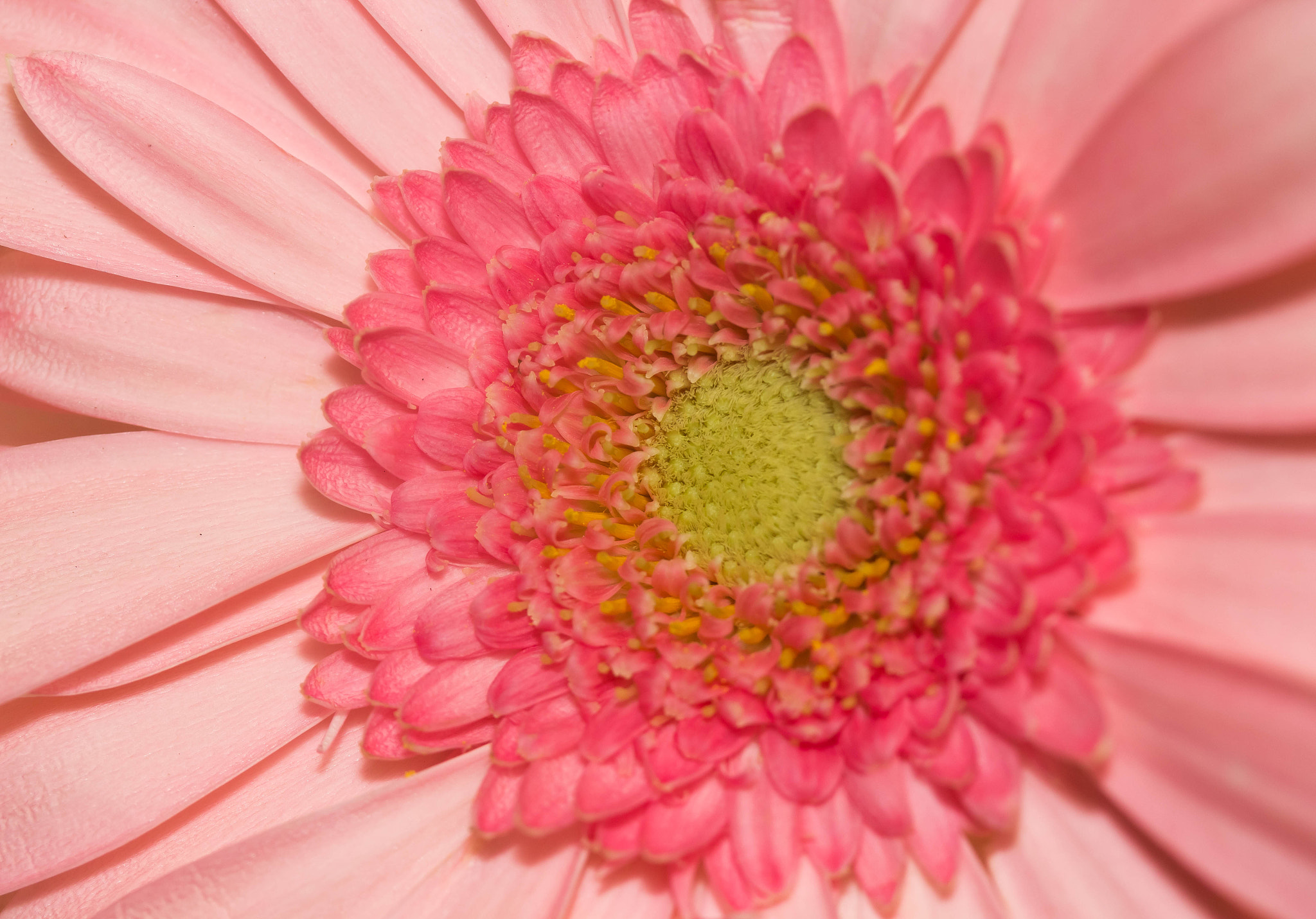 Canon EF-S 60mm F2.8 Macro USM sample photo. Gerber daisy photography