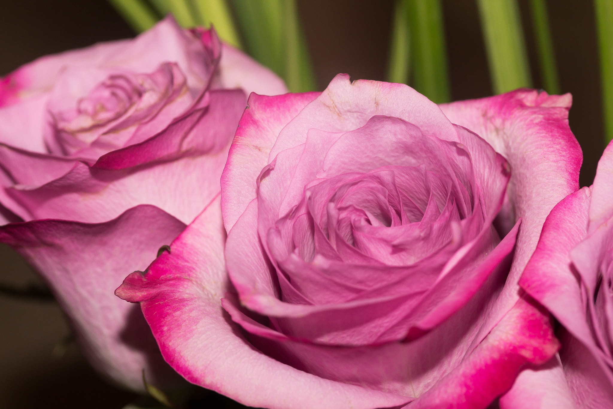 Canon EF-S 60mm F2.8 Macro USM sample photo. Pink roses photography